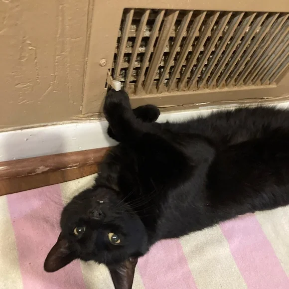 Funny Cat Photos! - Picture 4 of 15